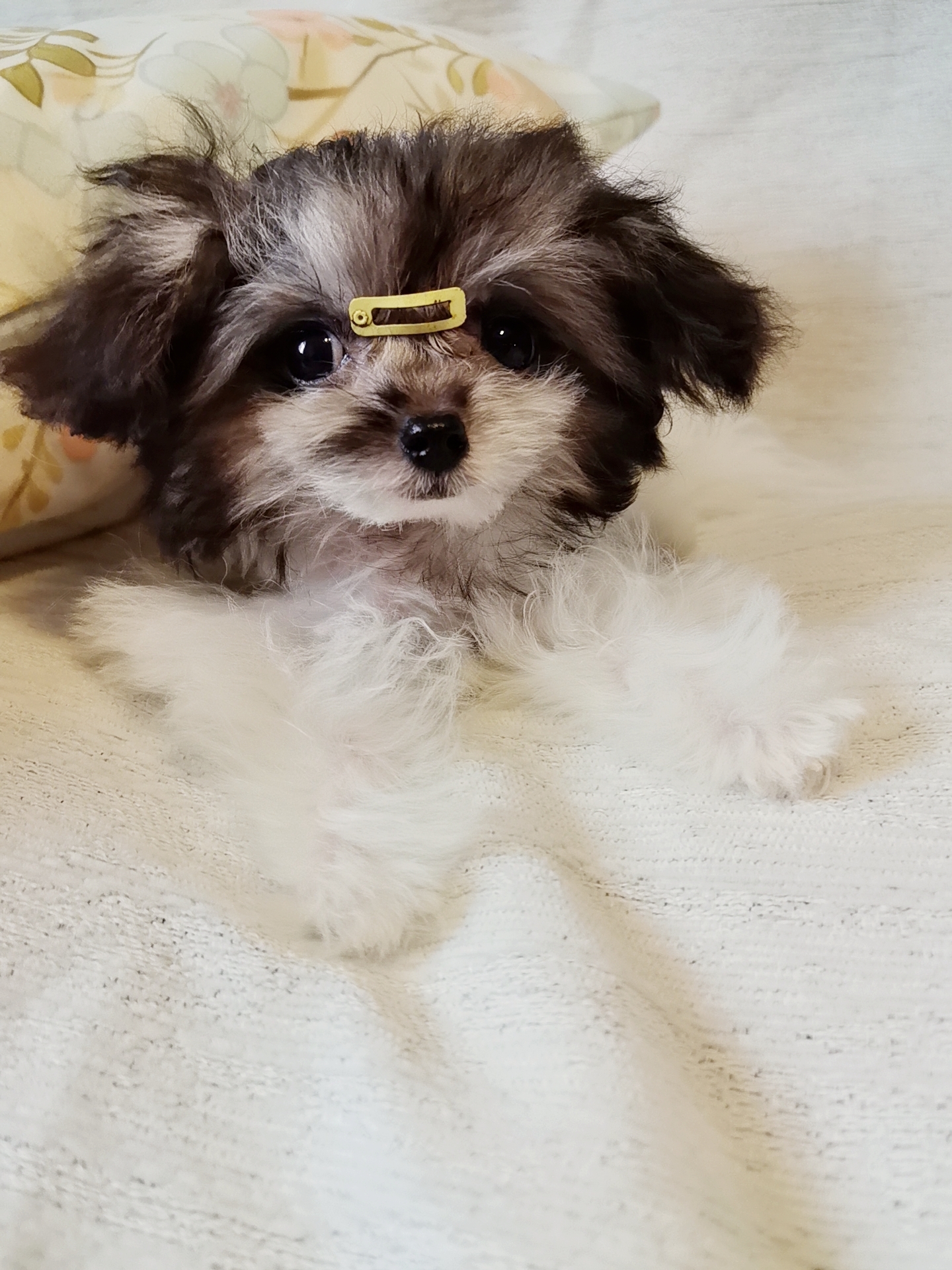 超小体灰白花马尔泰弟弟，3针疫苗